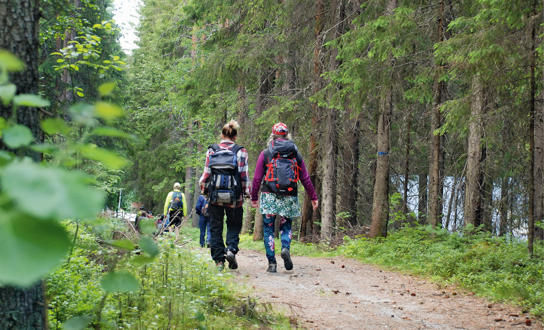 Skog där personer med ryggsäck går.