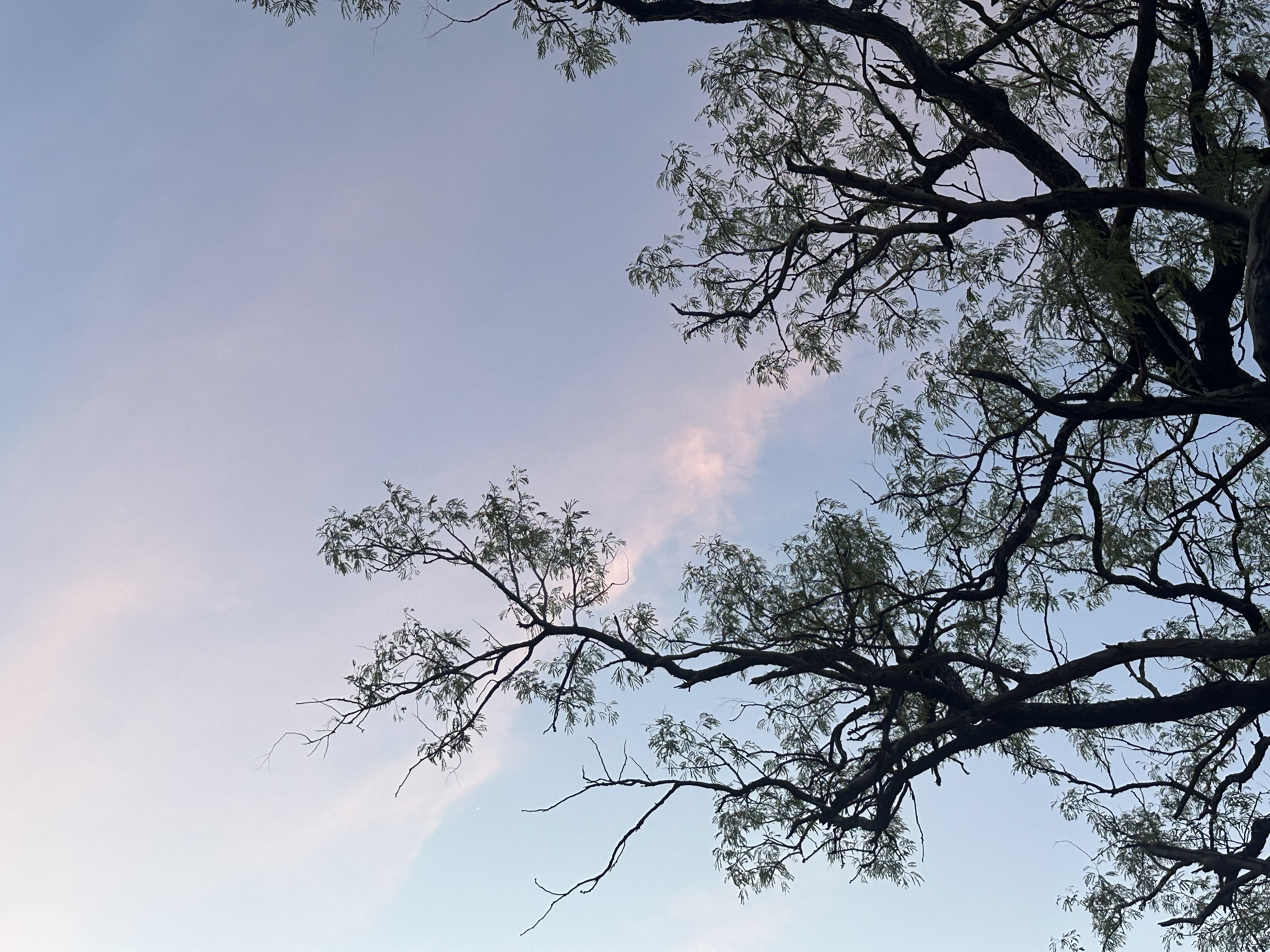 En mörkblå och aningen rosa himmel ovanför trädgrenar