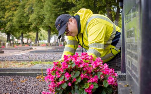 Kyrkogårdsarbetare i gula varselkläder och keps på knä vid en gravrabatt med rosa blommor.