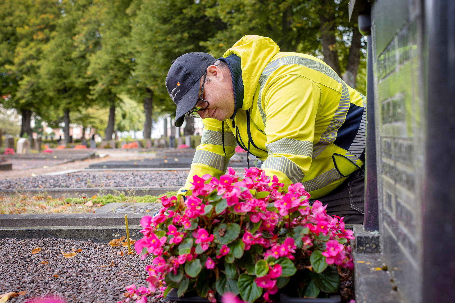 Kyrkogårdsarbetare i gula varselkläder och keps på knä vid en gravrabatt med rosa blommor.