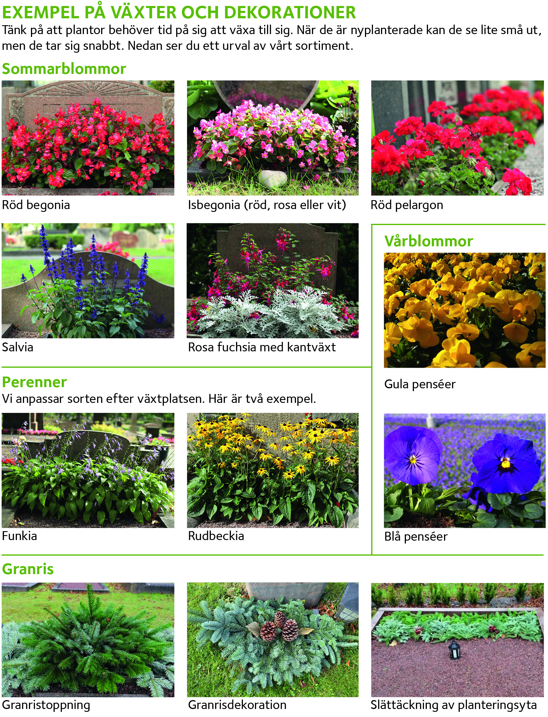 Ett collage med bilder av olika växter framför gravstenar med växternas namn under varje bild.