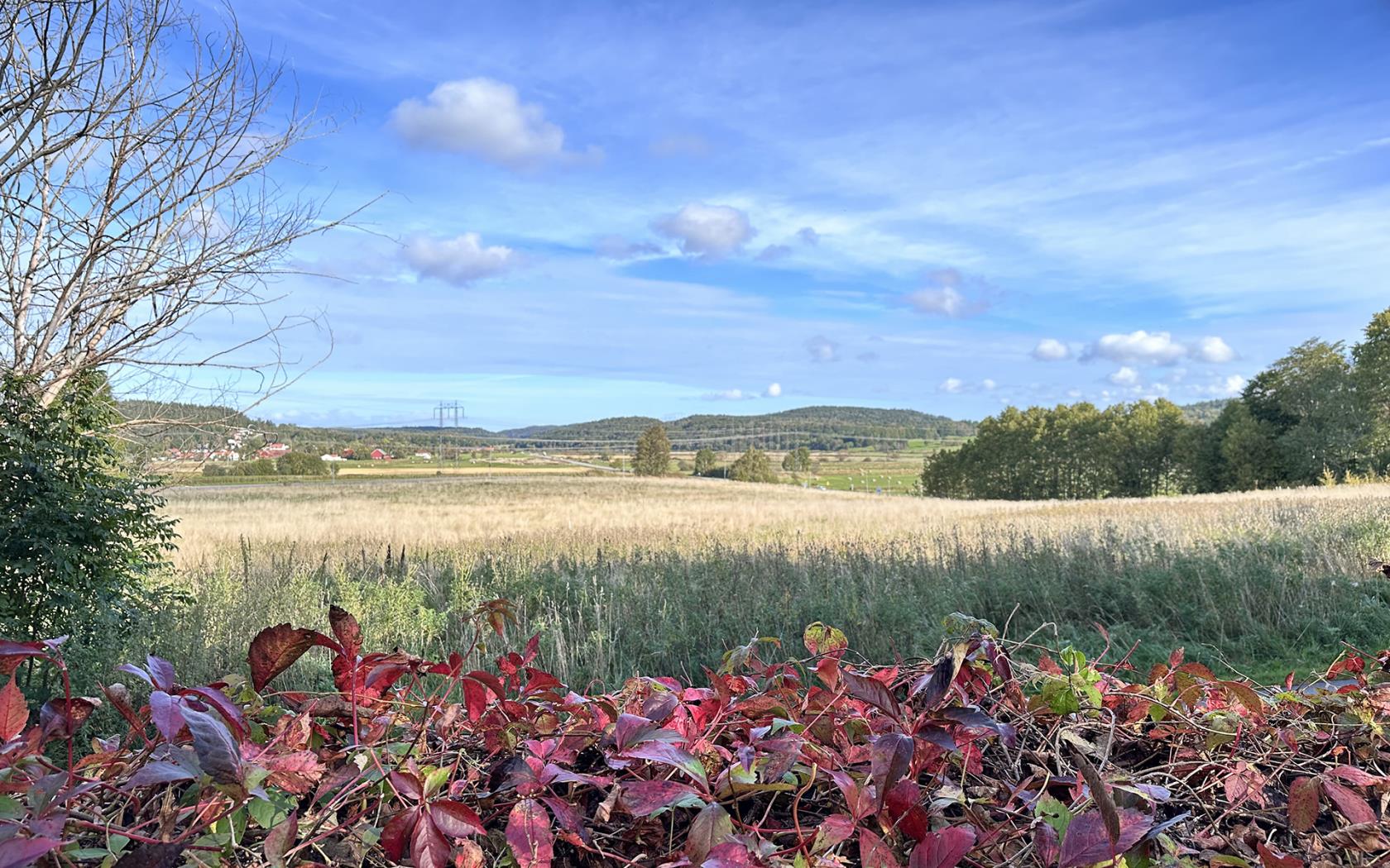 Landskapsbild med höstfärgat vildvin på mur i förgrunden, gul åker i centrum och blå himmel.