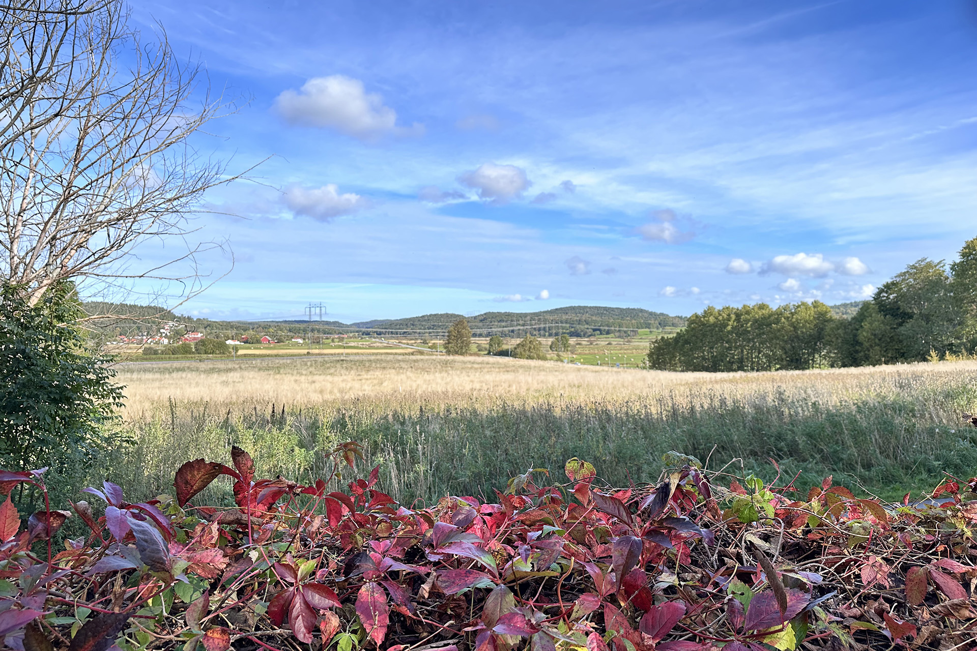 Landskapsbild med höstfärgat vildvin på mur i förgrunden, gul åker i centrum och blå himmel.