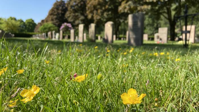 Smörblommor i grönt gräs med gravstenar i bakgrunden