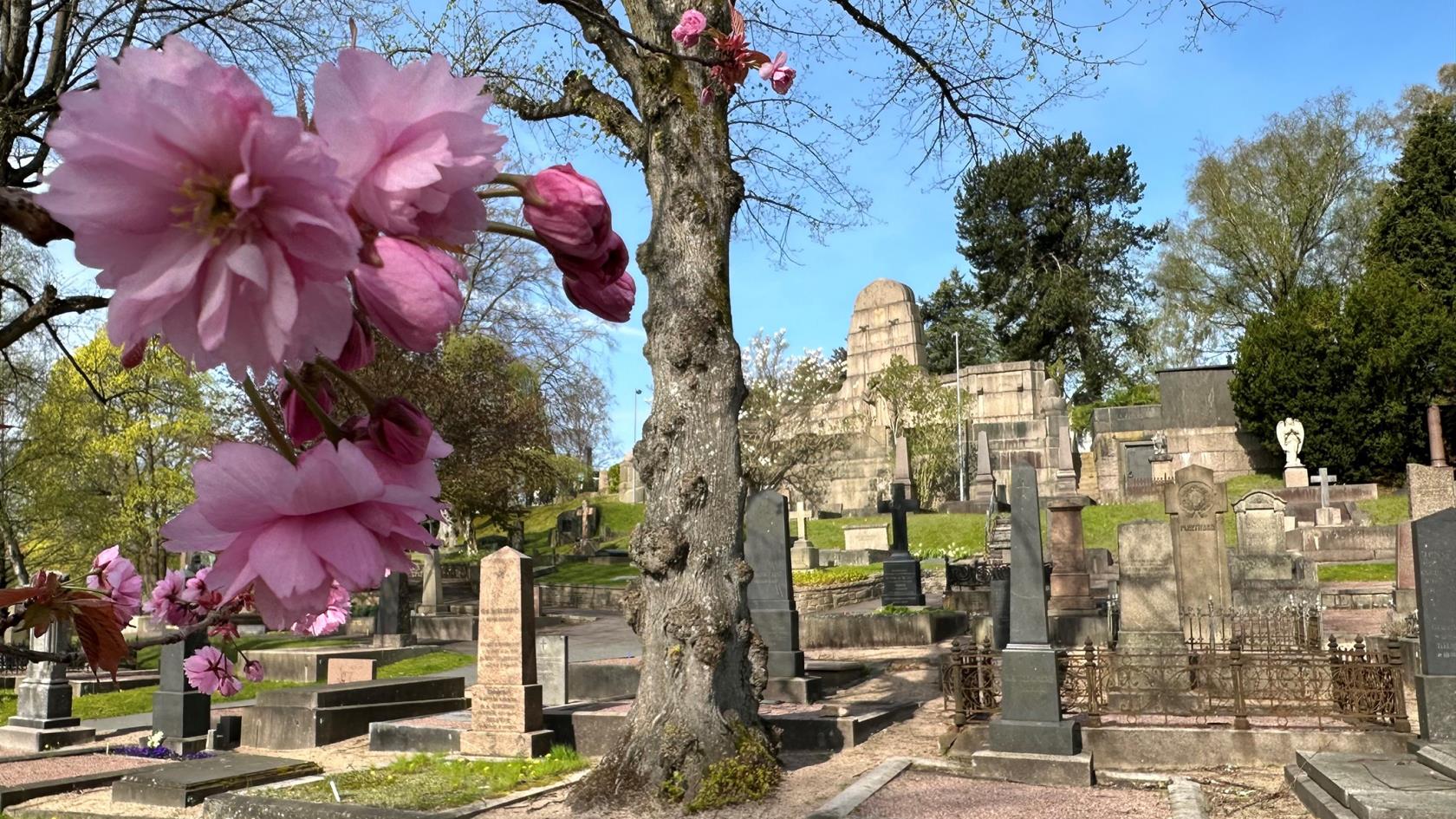 Gammalt kyrkogård med stora gravmonumnet och blommande körsbärsträd i förgrunden