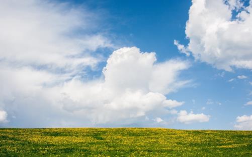 Äng med grönt gräs och gula blommar. Blå himmel med moln. 