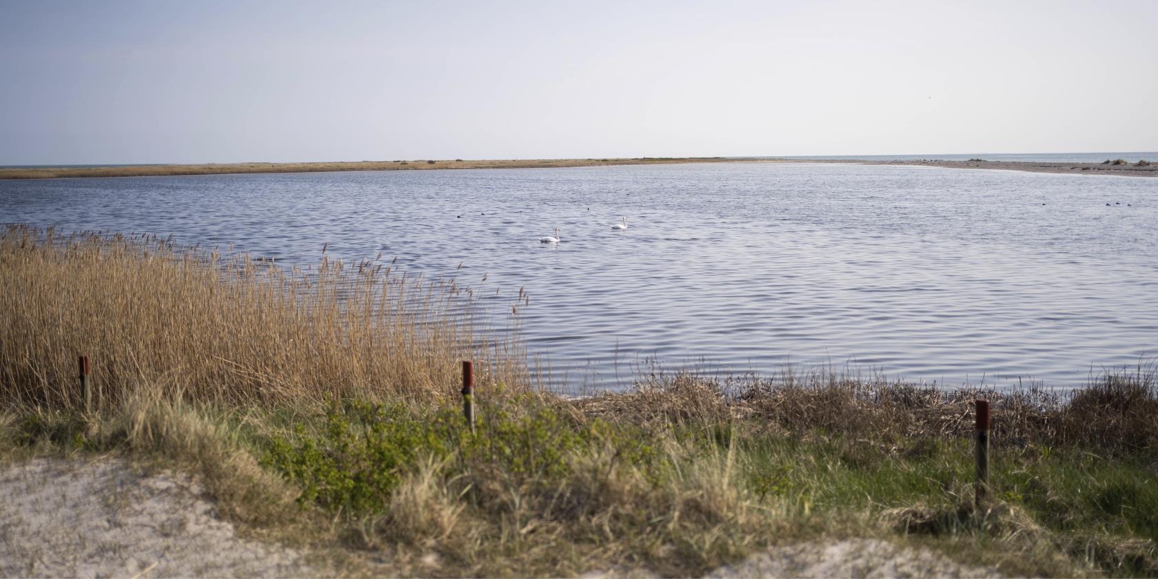 Vacker naturbild från Falsterbo. 