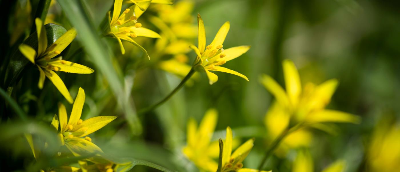 Gula vårblommor i grönt gräs.