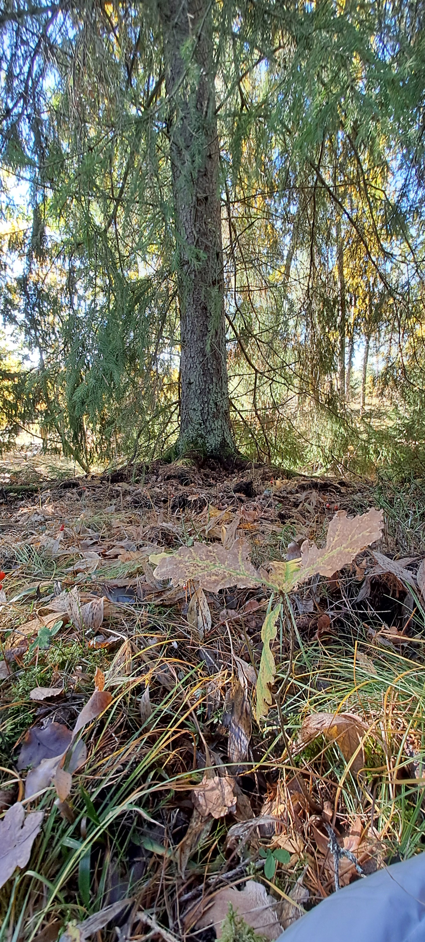 Ett barrträd med höstlöv under