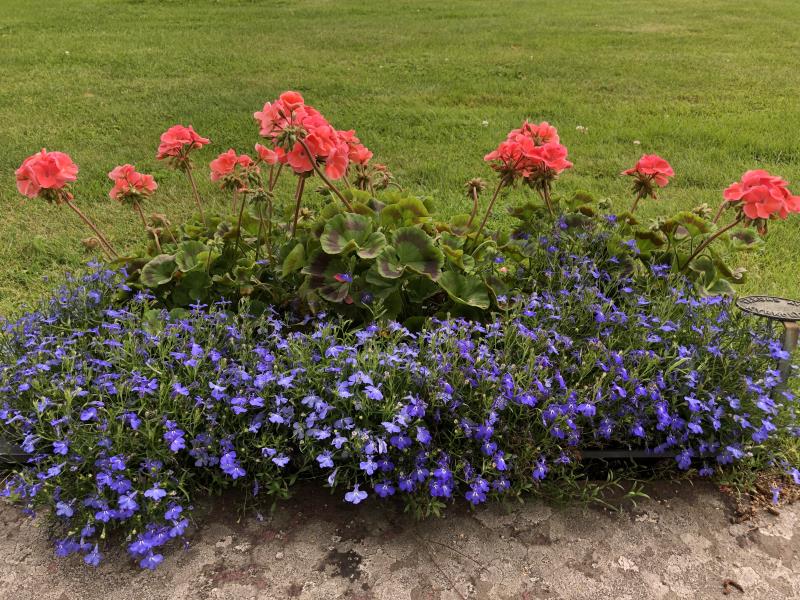 Planteringsgrupp 3 bestående av  3 st rosa pelargon, 4 st ljusblå lobelia