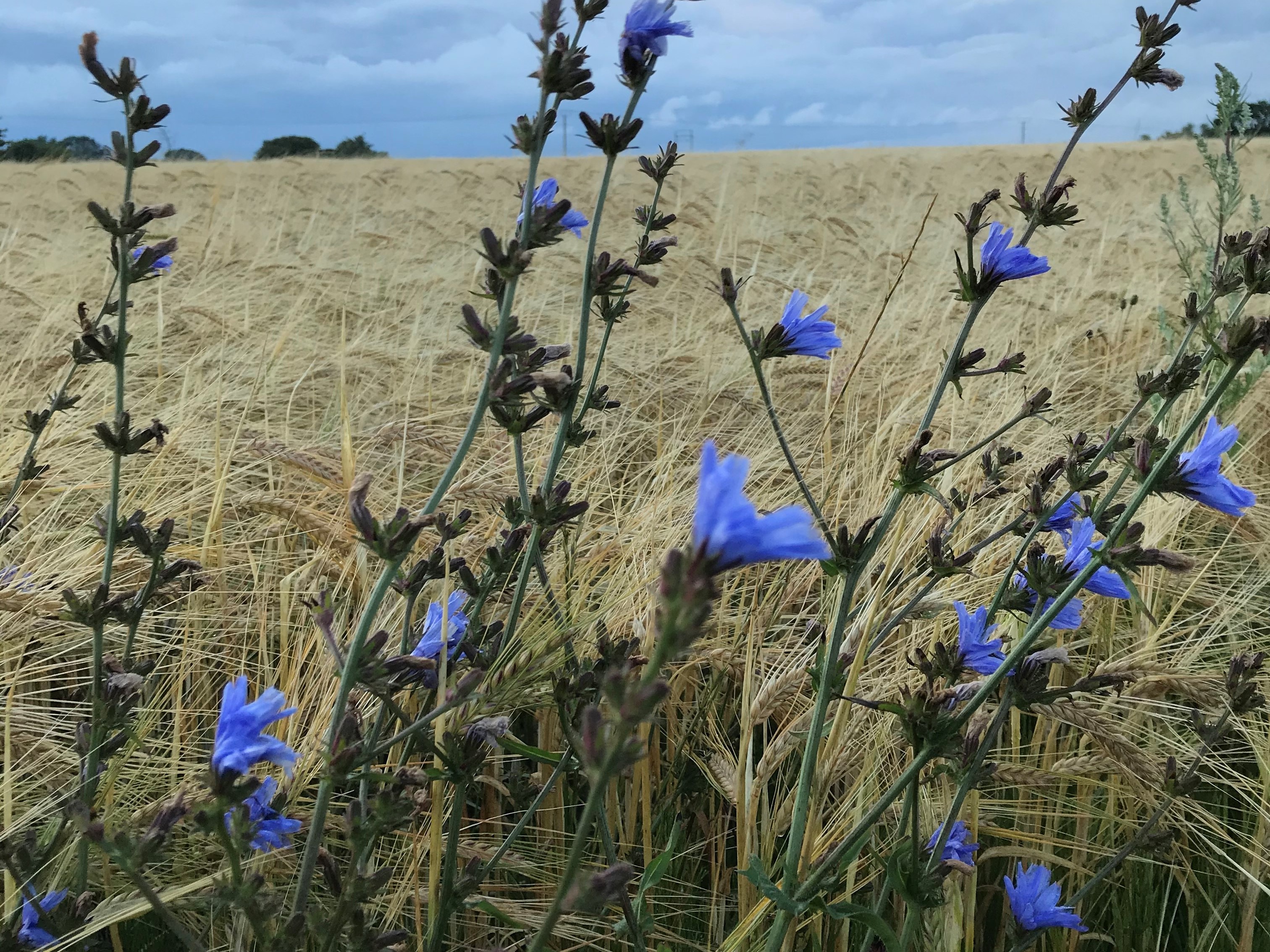 ett sädesfält med blå blommor i förgrunden