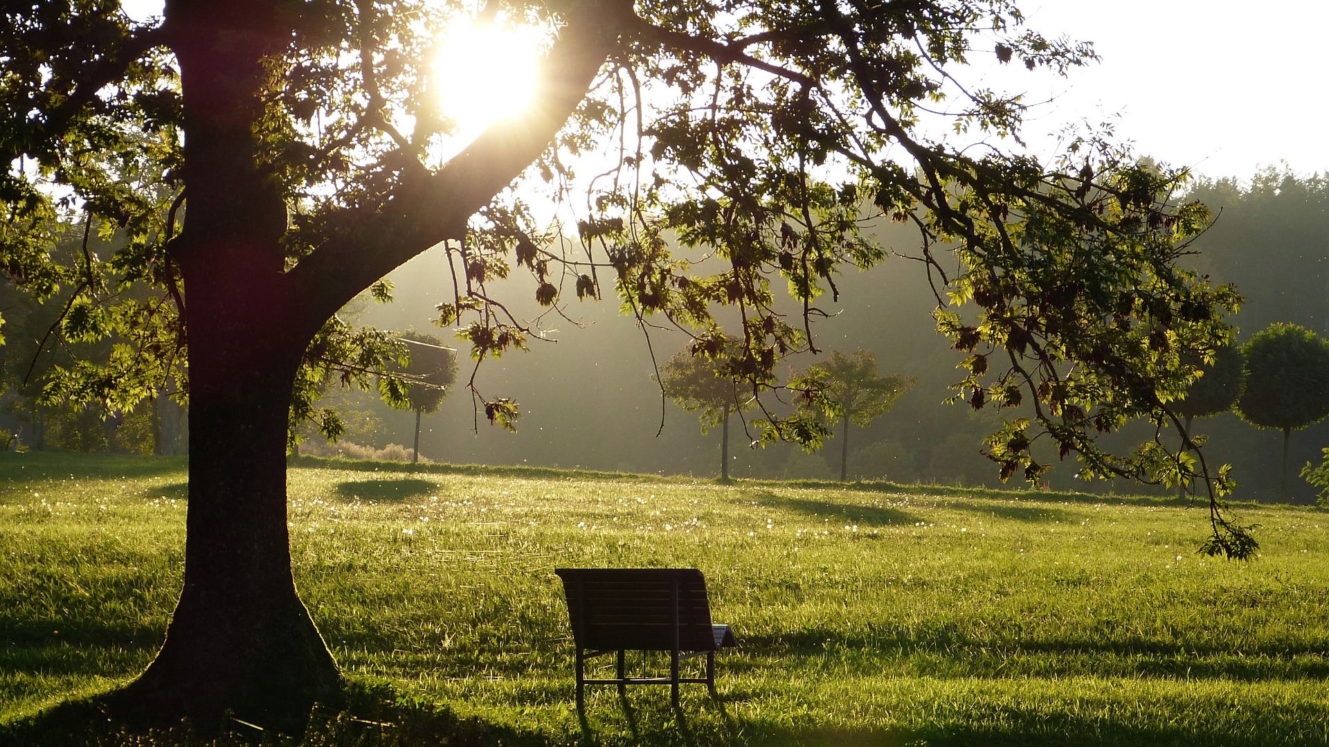 Foto på tom bänk under träd. Speglar sidans ämne: När någon nära dör, sorgegrupper.