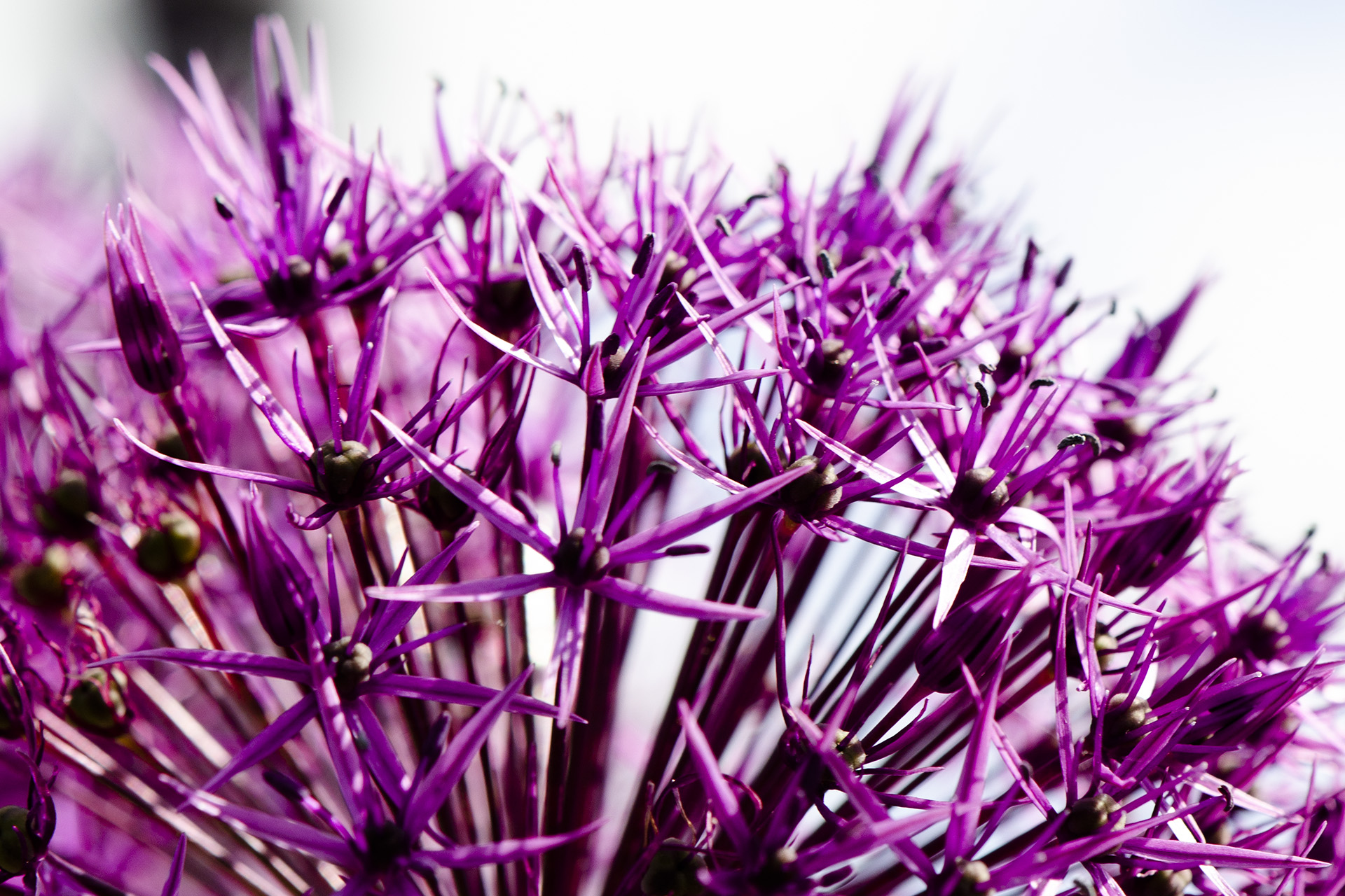 Foto på Alliums blomma. 