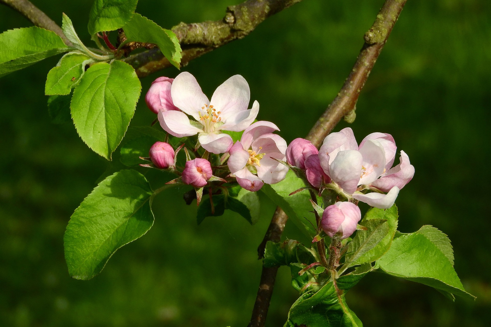 Kvist med äppelblommor.