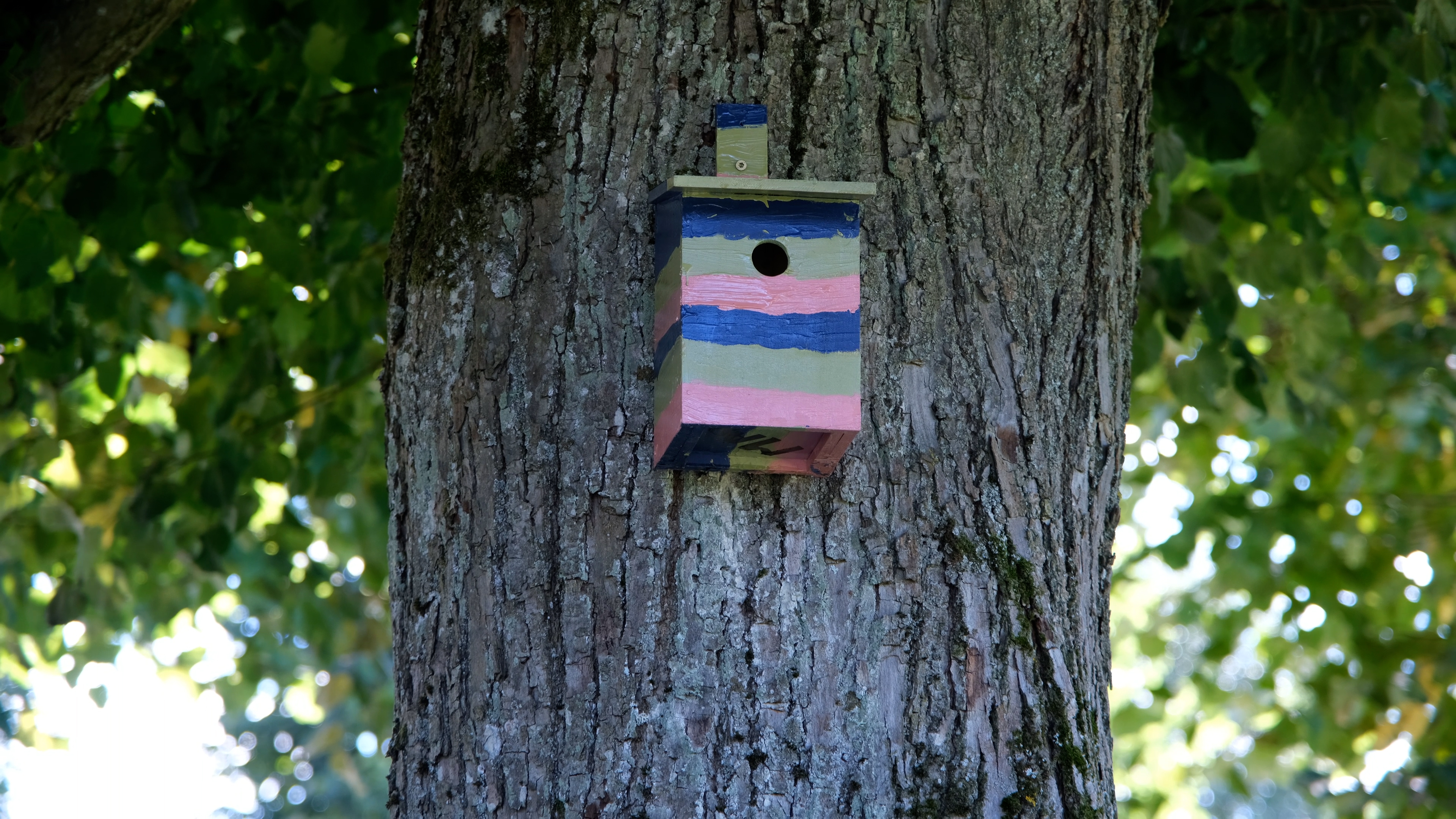 En randig fågelholk (rosa, blå och olivgrön) sitter på stammen till ett träd.