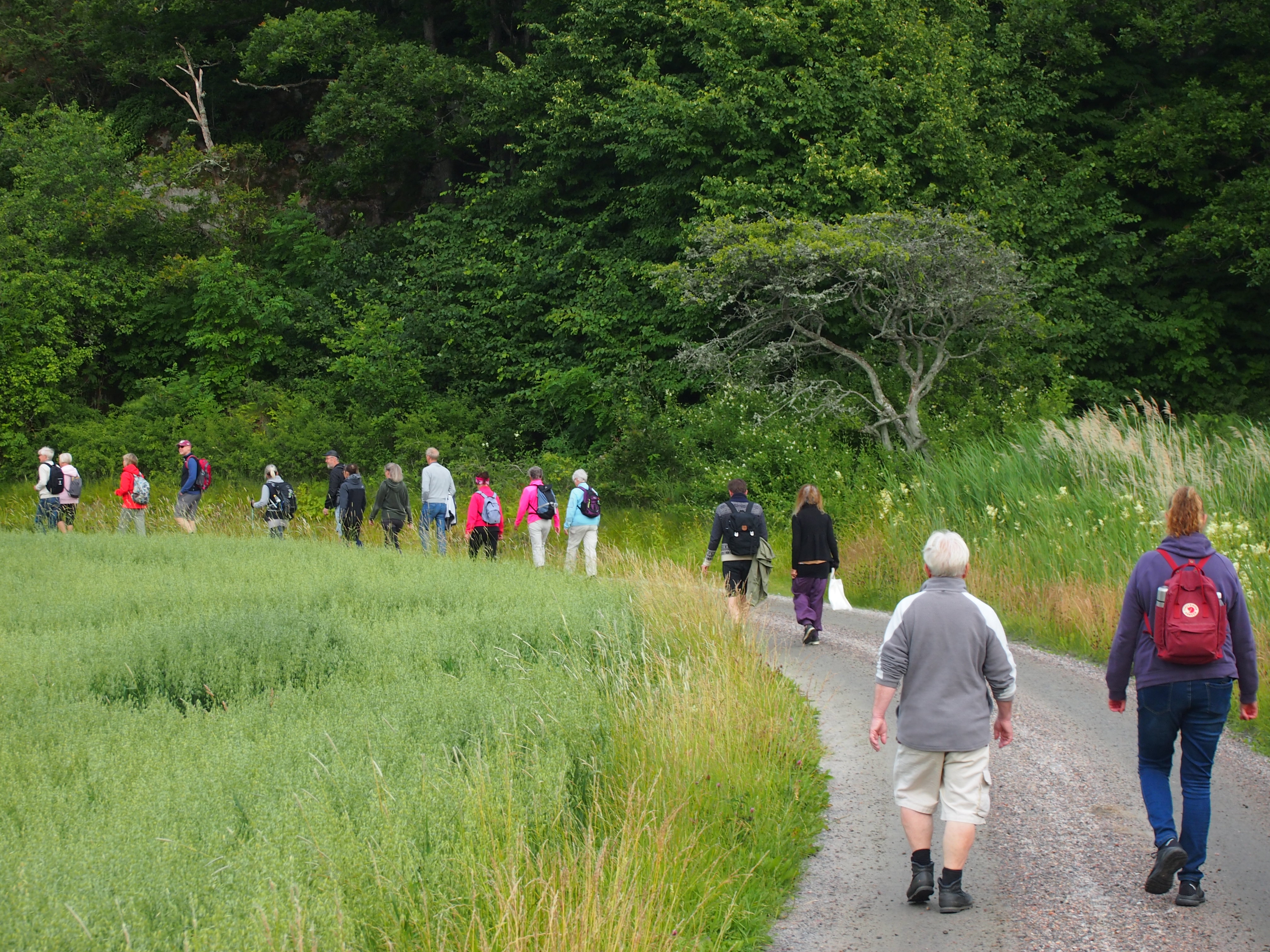 Ett femtontal personer vandrar på en grusväg omgiven av grönska