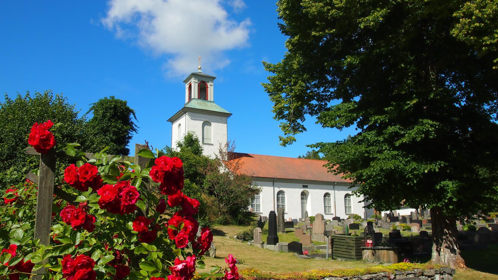 En vit stenkyrka, i förkanten växer det röda rosor