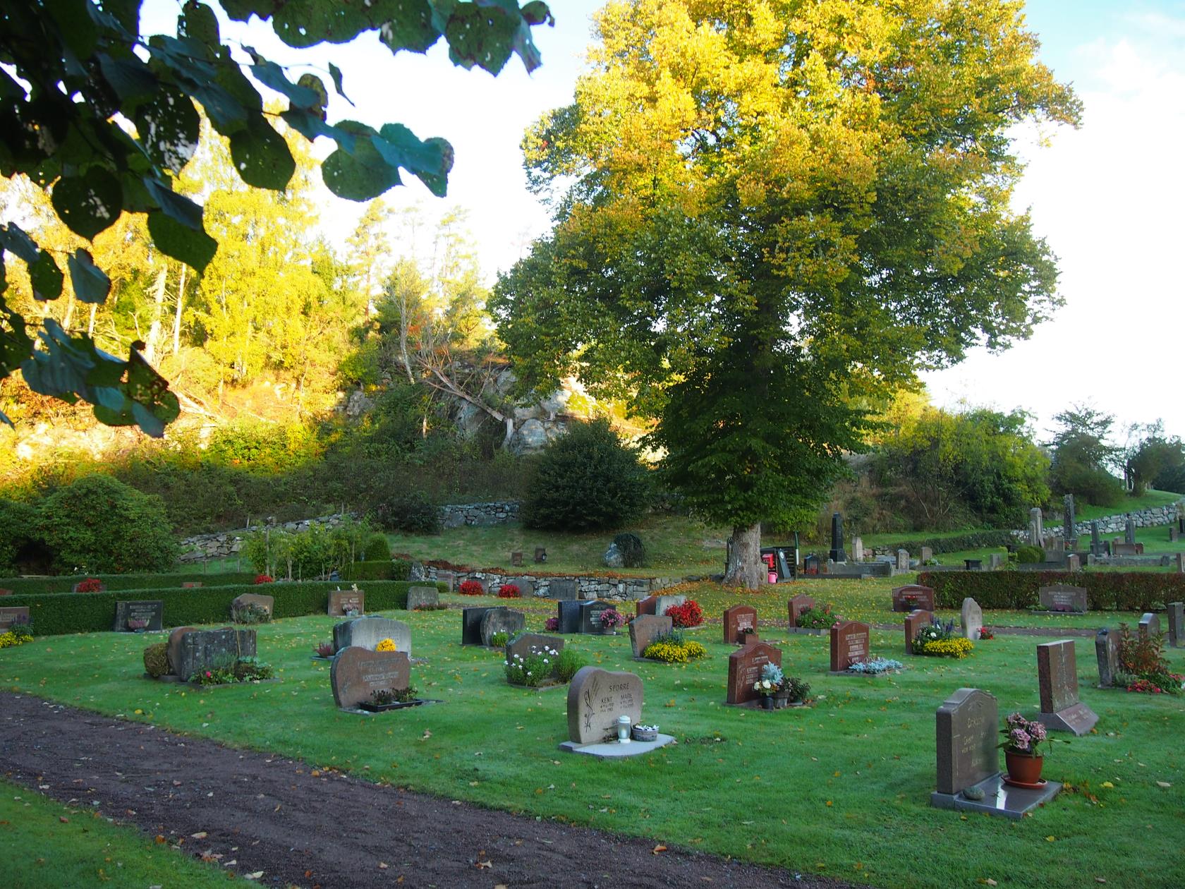 En stor grönskande lind på Valla kyrkogård