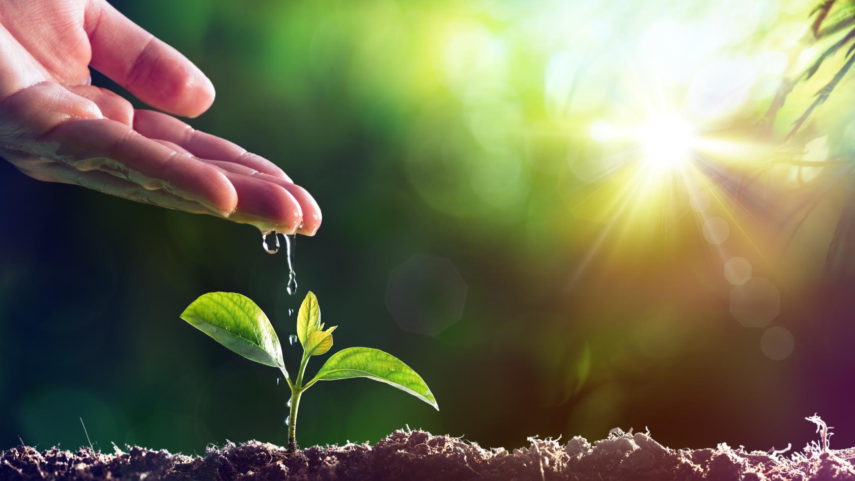 Hand som häller vatten på en ung planta.