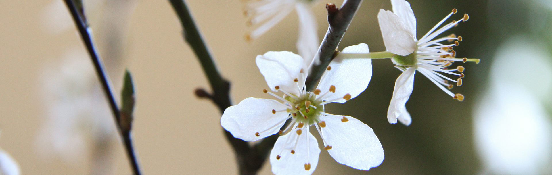 Vit blomma på brun kvist.