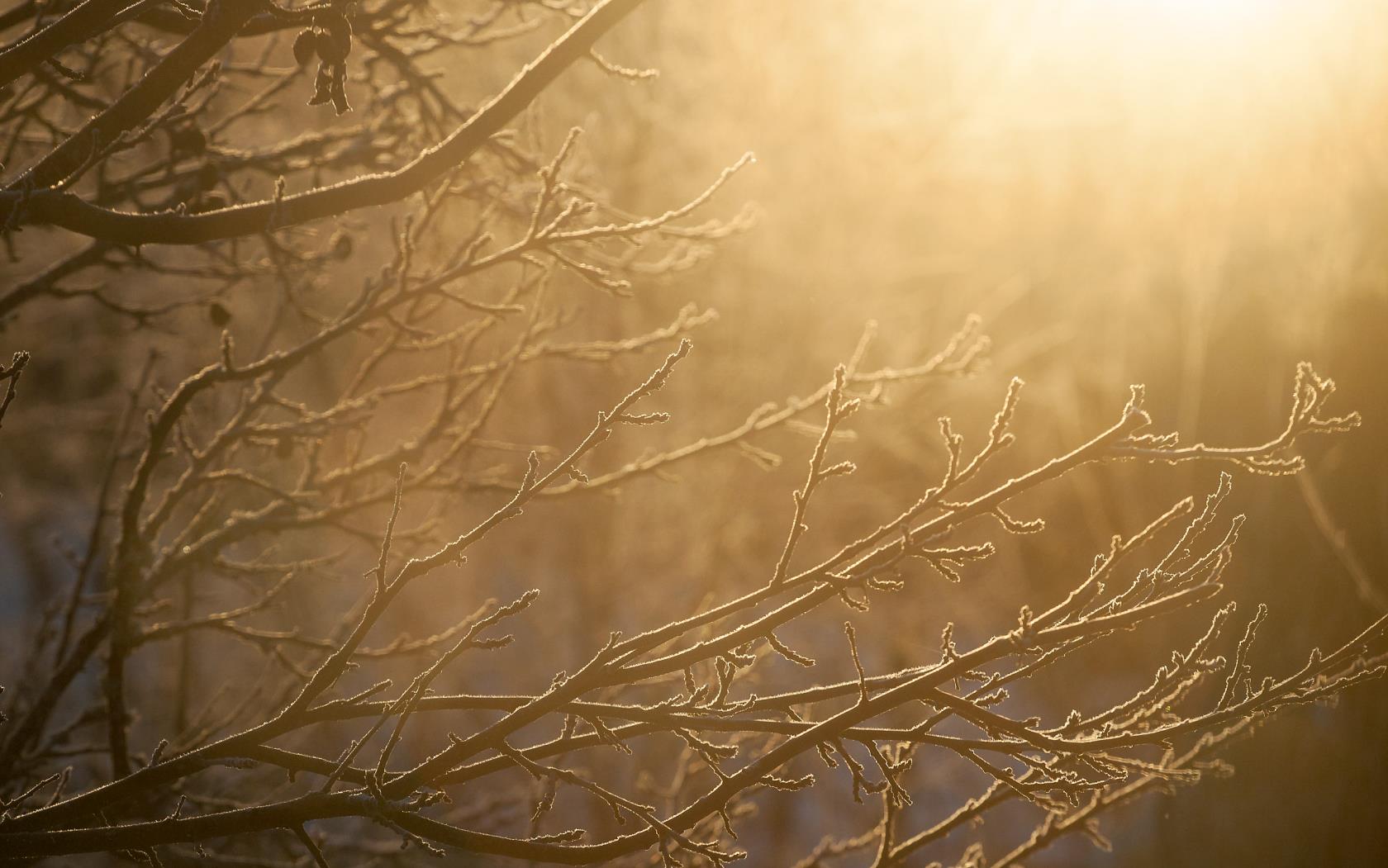 Sol som bryter fram bakom frostnupna kala grenar