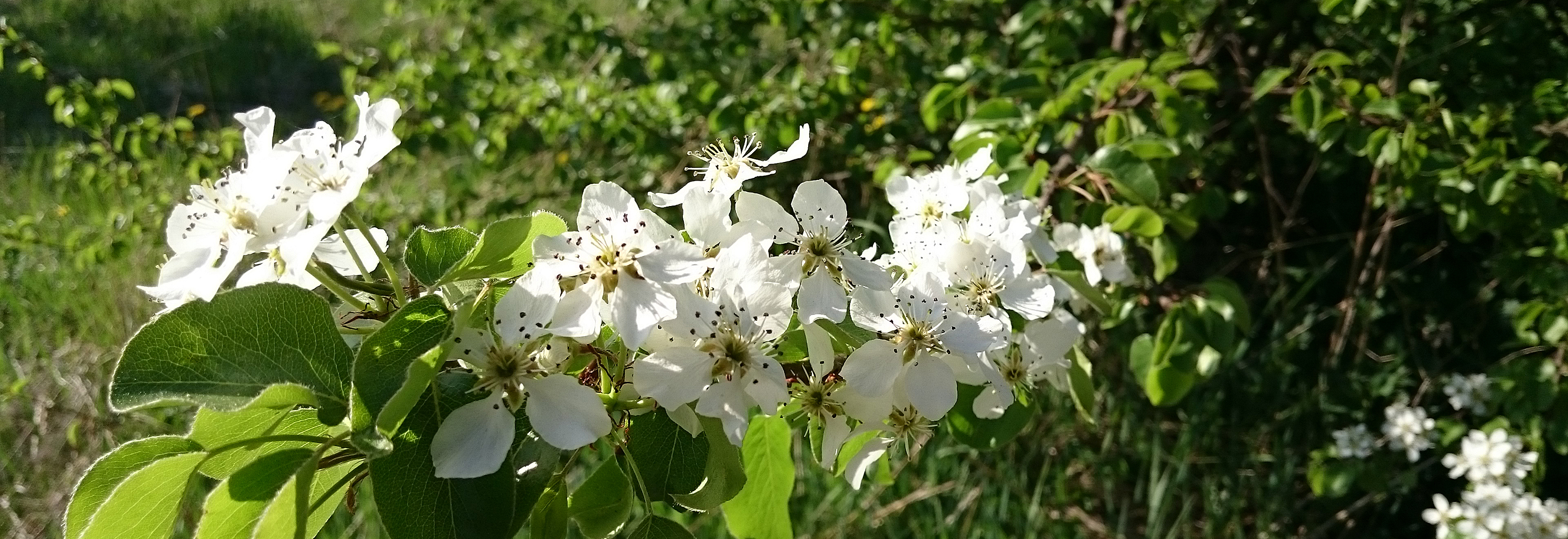 Höstfrukt i vårskrud