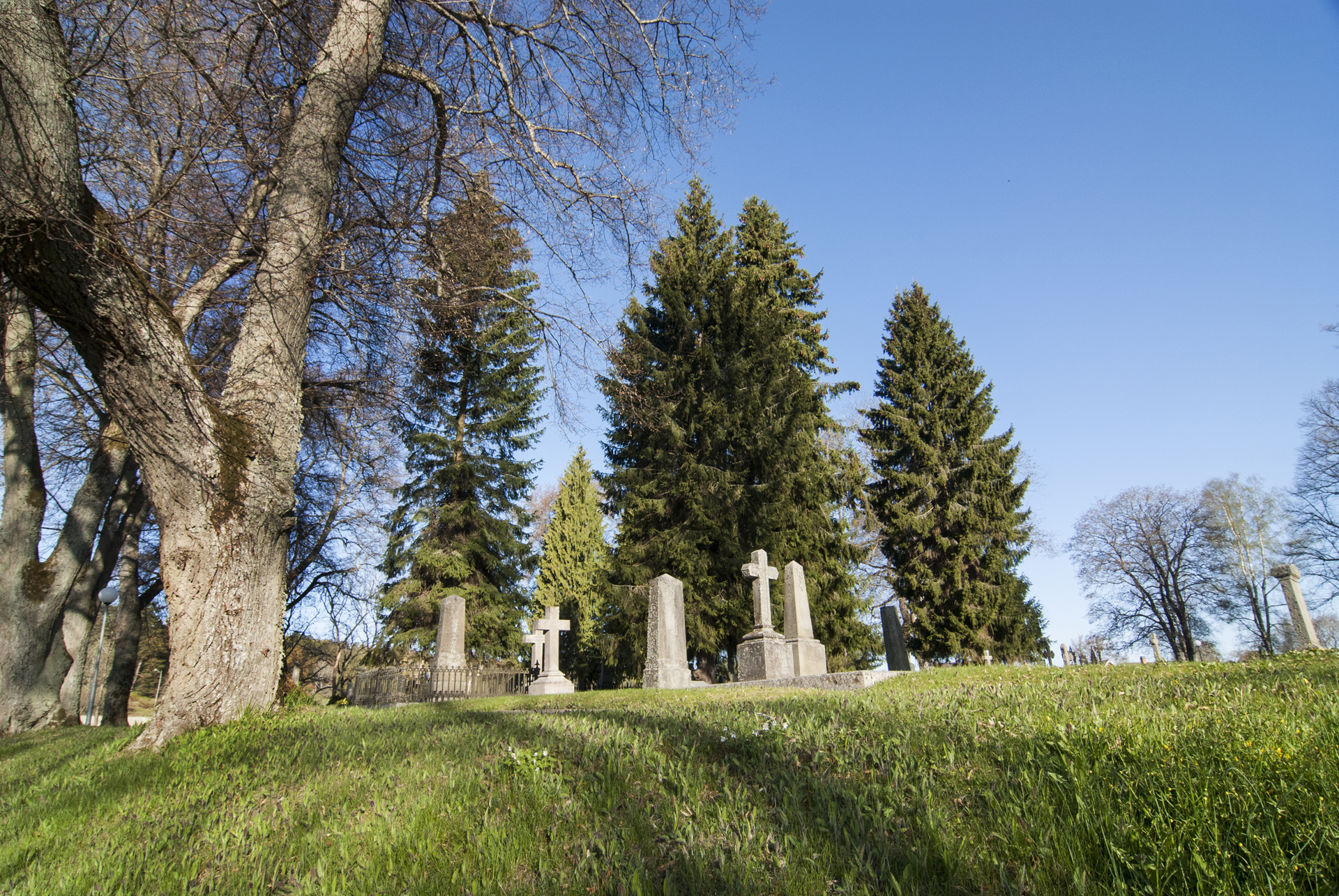 Gamla kyrkkogården granar