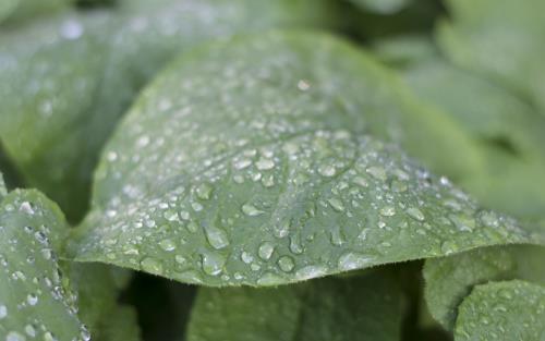 Gröna blad med regndroppar i närbild.