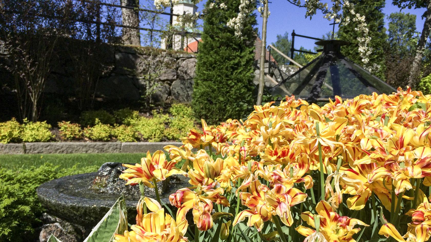 Somrig bild vid minneslunden i Gustav Adolfs kyrka. Gula blommor syns i förgrunden.