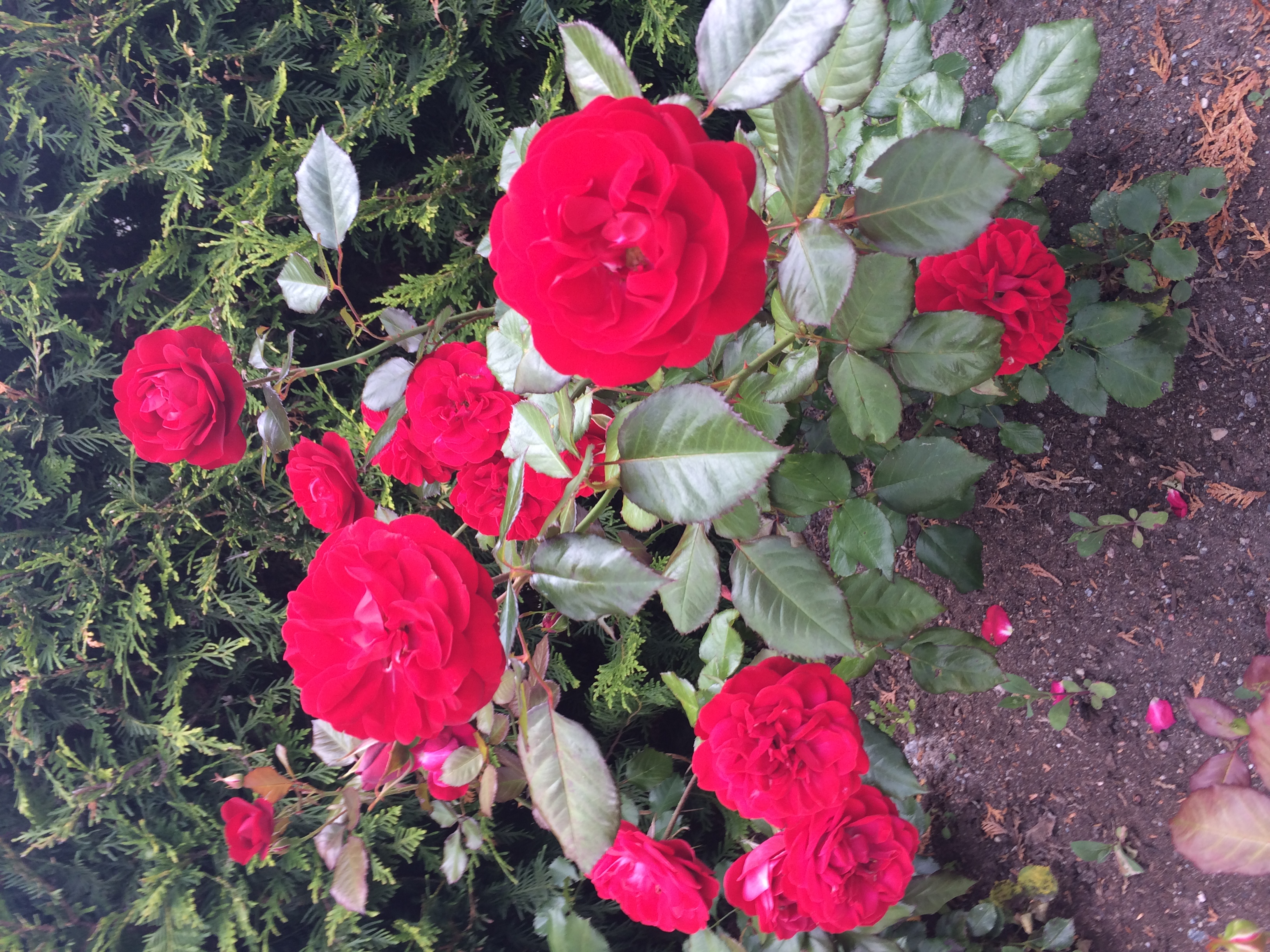 Blommande rosor 