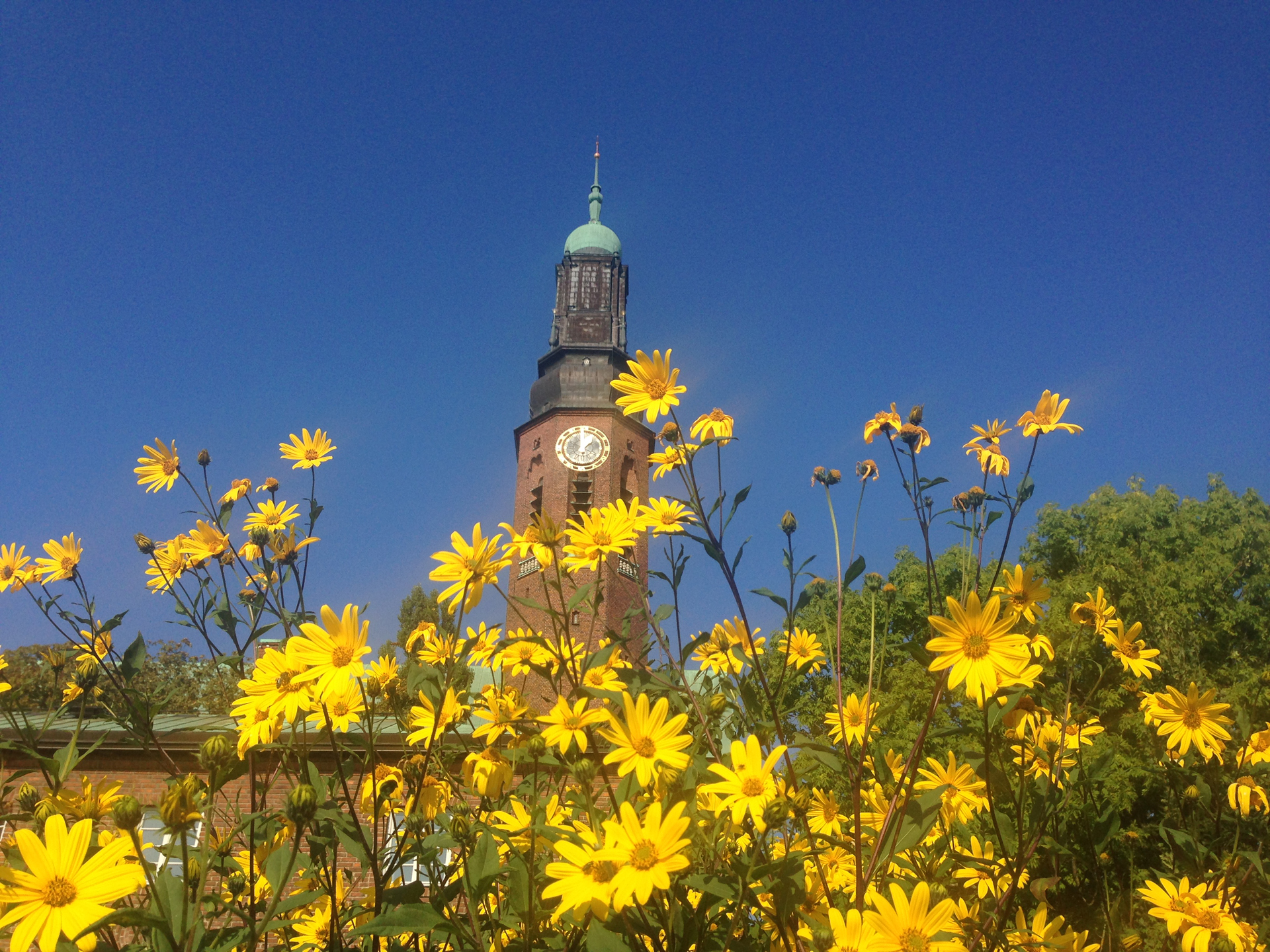 Gula blommor, Högalidskyrkans torn och en blå himmel. 