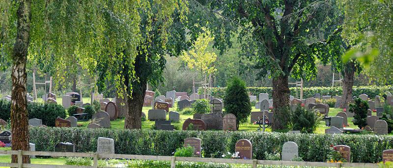 Kyrkogård försommar med grönt gräs, skira björkar och gravstenar.