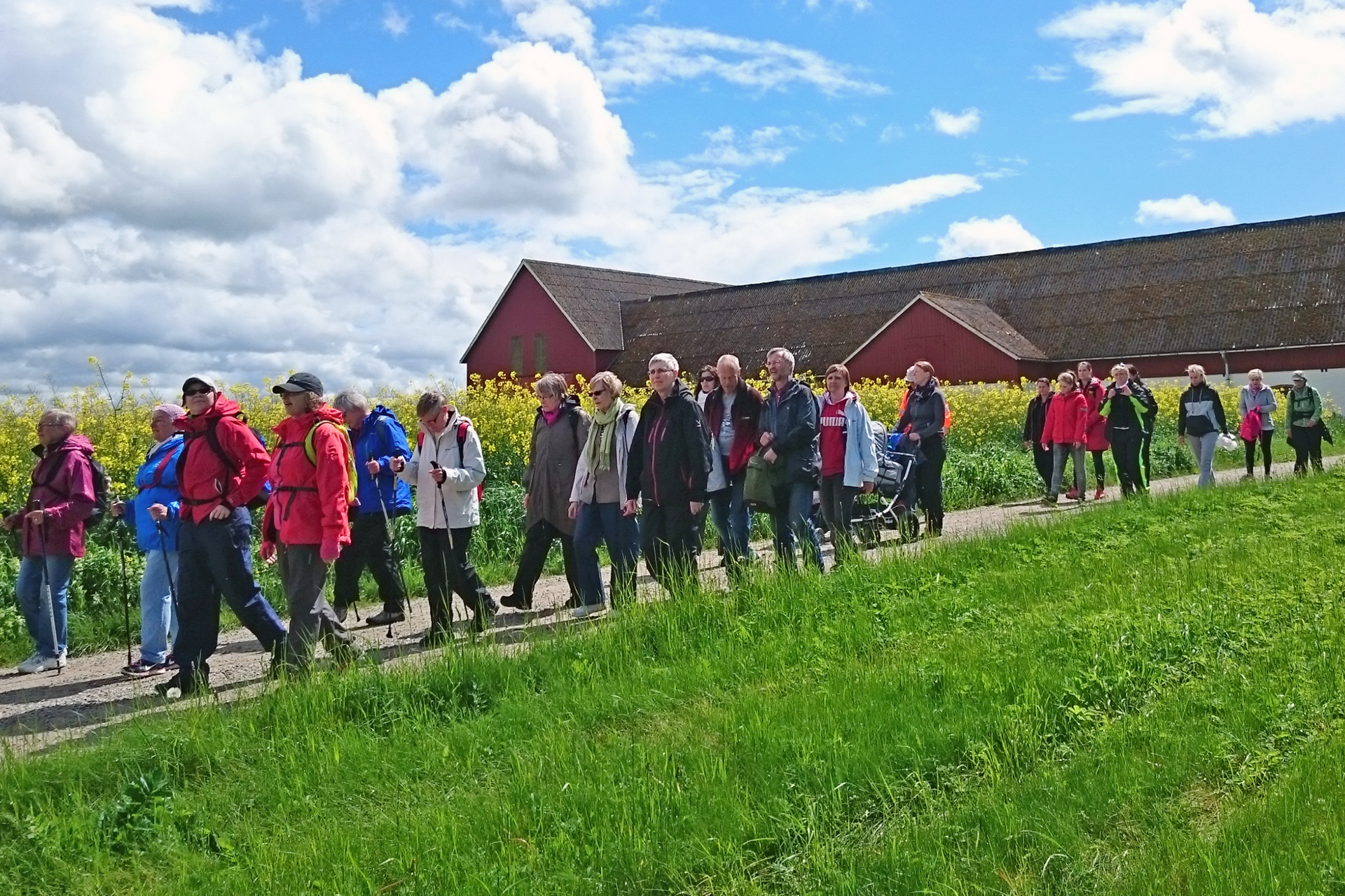 Pilgrimer går längs en väg med blommande rapsfält längs ena kanten och grönt gräs i förgrunden.