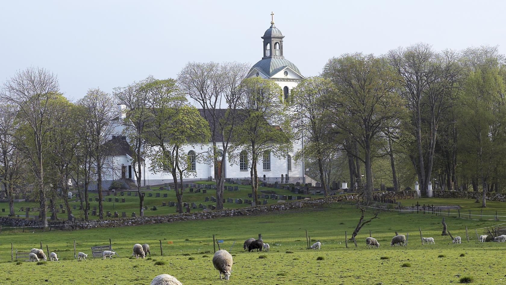 Starrkärrs kyrka med fårhage i förgrunden