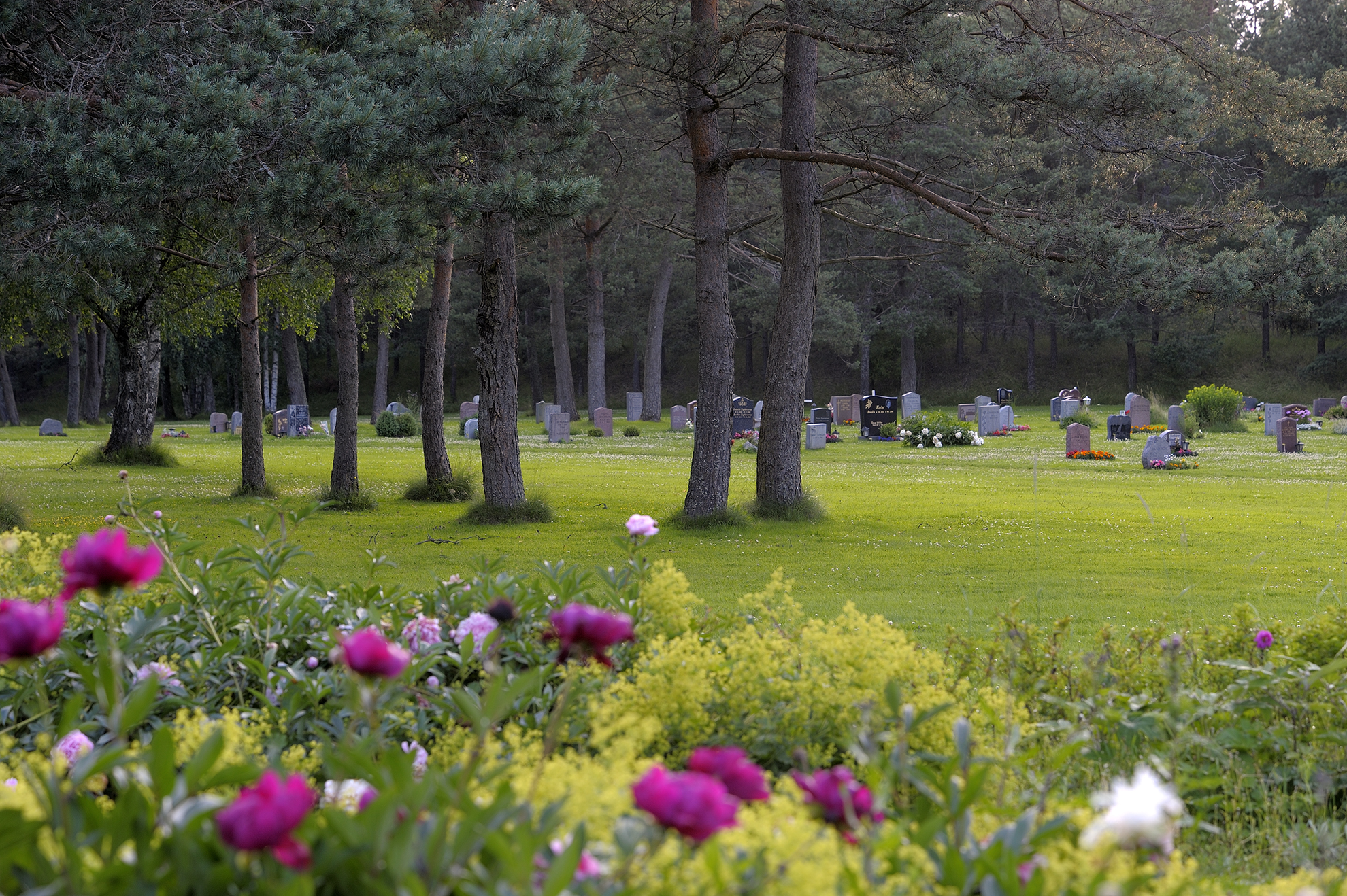 Blommor, grönska