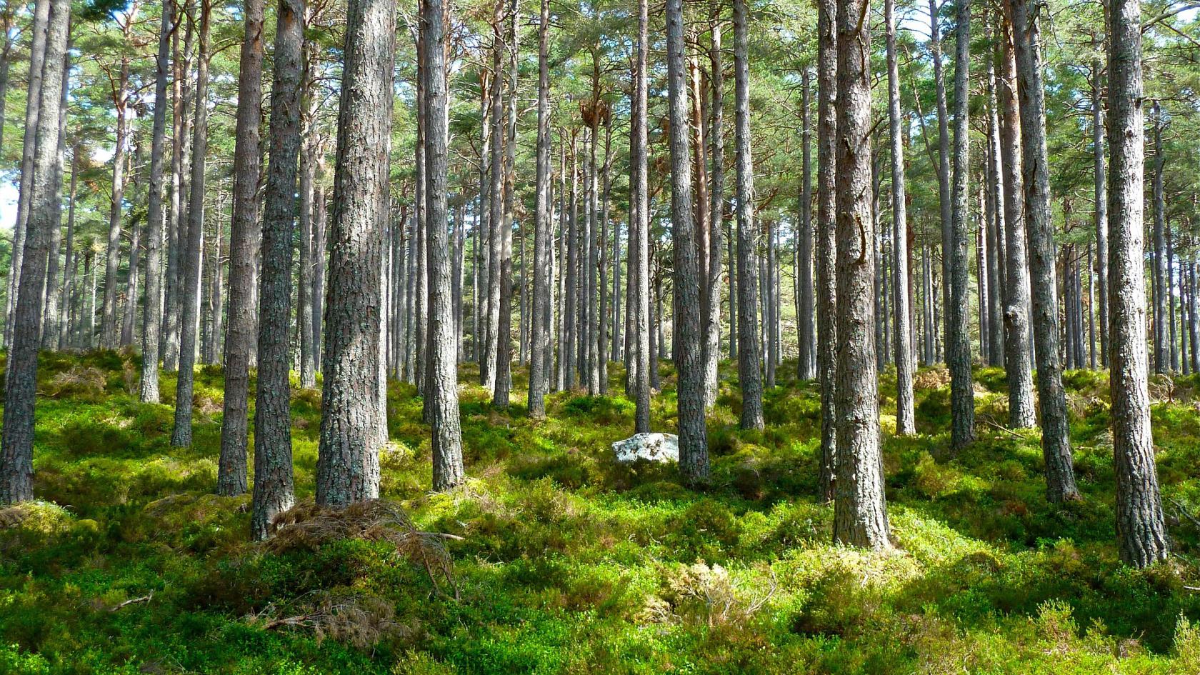 Skogsområde med grön mossa och träd