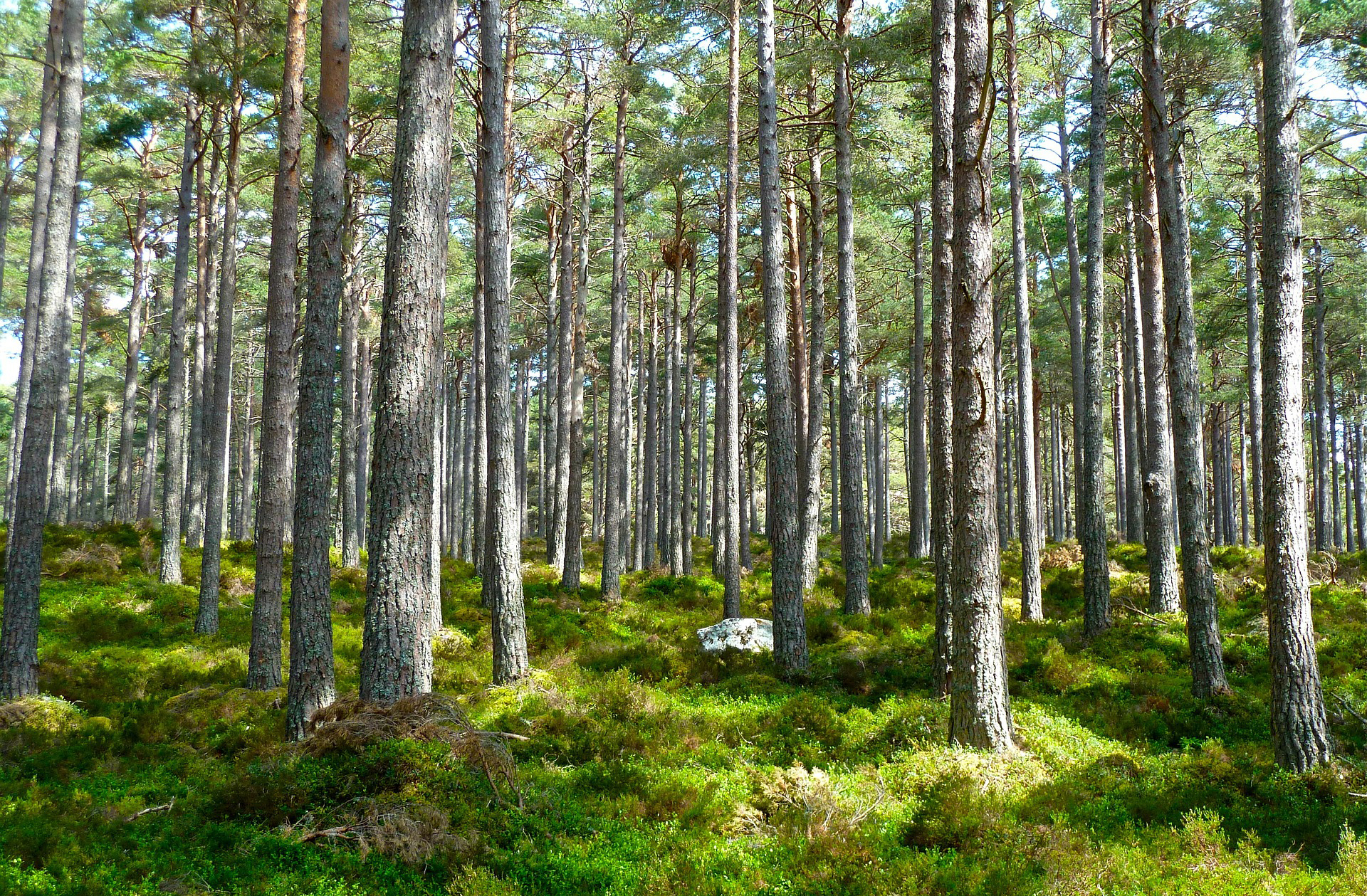 Skogsområde med grön mossa och träd