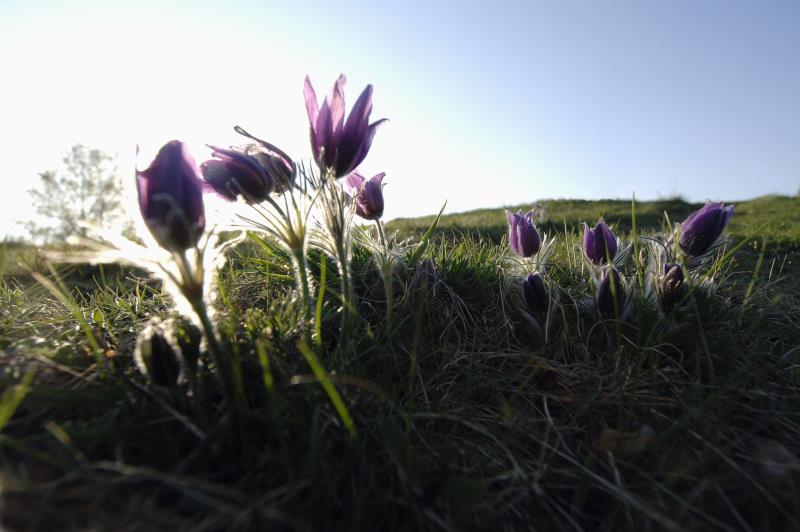 Kungsängsliljor på en solbelyst äng