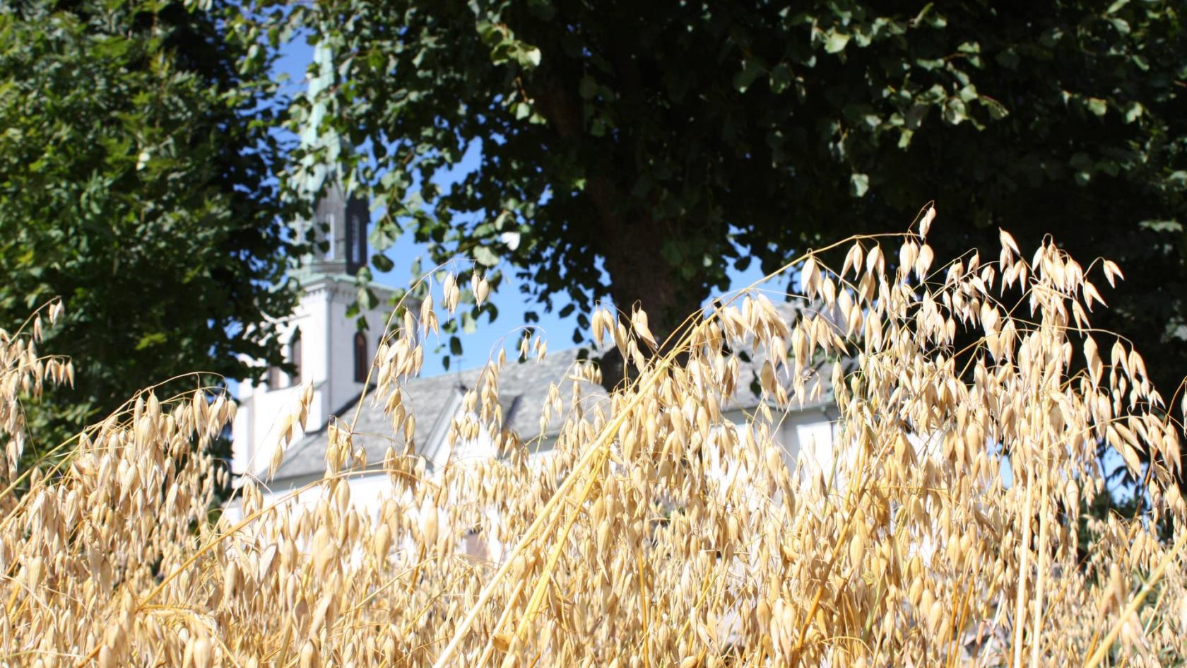 Skarstad kyrka och gyllengul havre