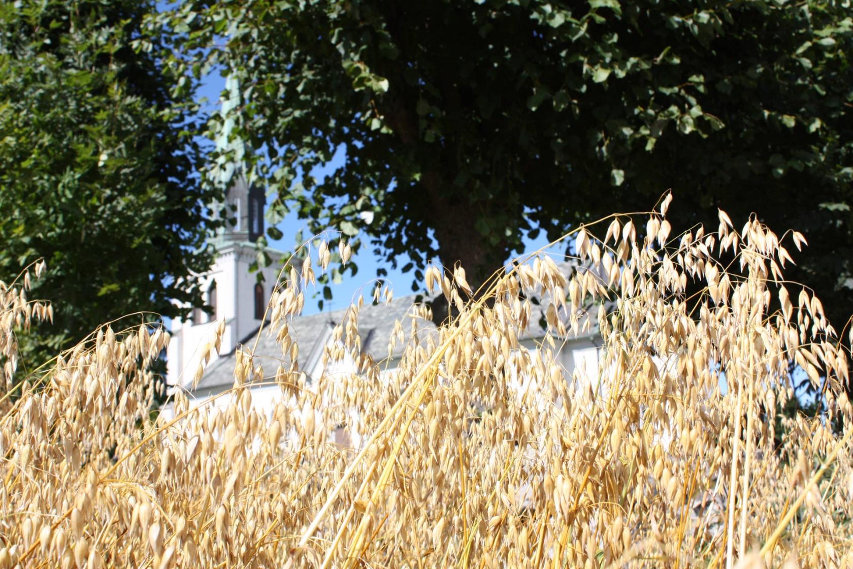 Skarstad kyrka och gyllengul havre