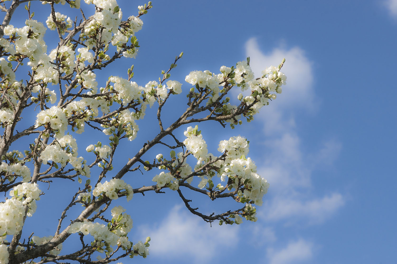 blommande äppelträd