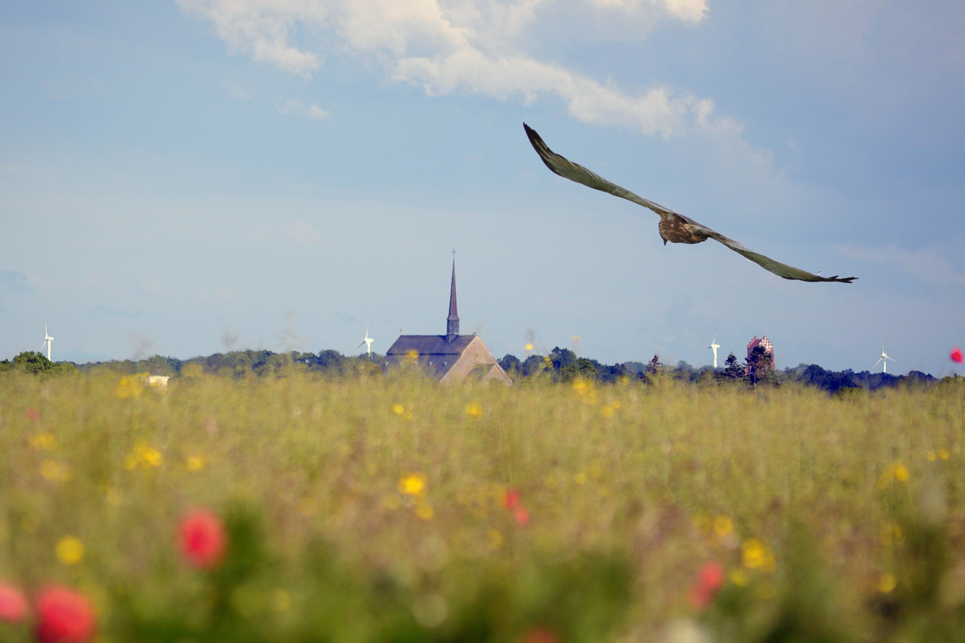 Vadstena klosterkyrka med ett grönskande fält i förgrunden och en rovfågel som flyger över fältet.