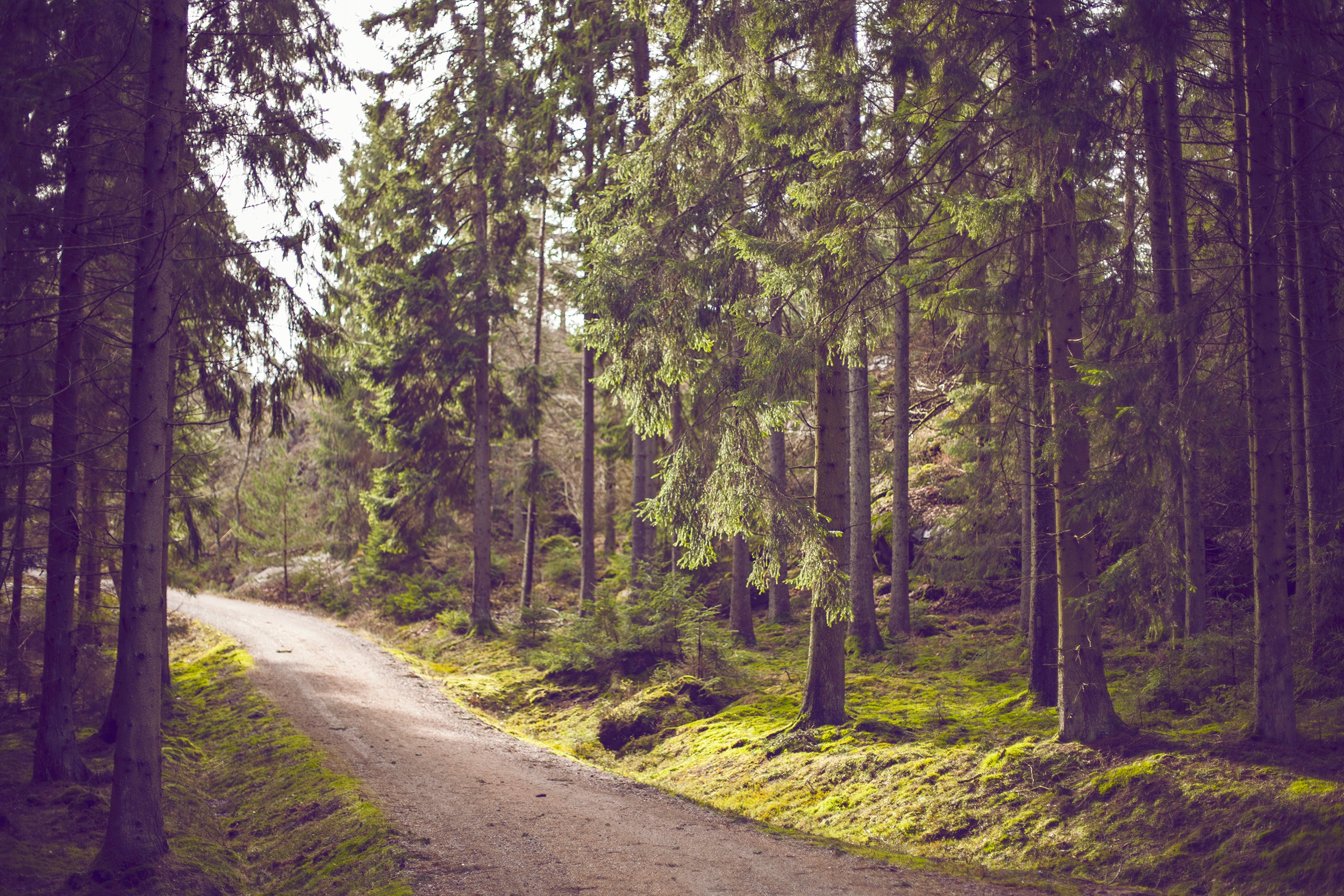 Grusväg genom granskog i solljus