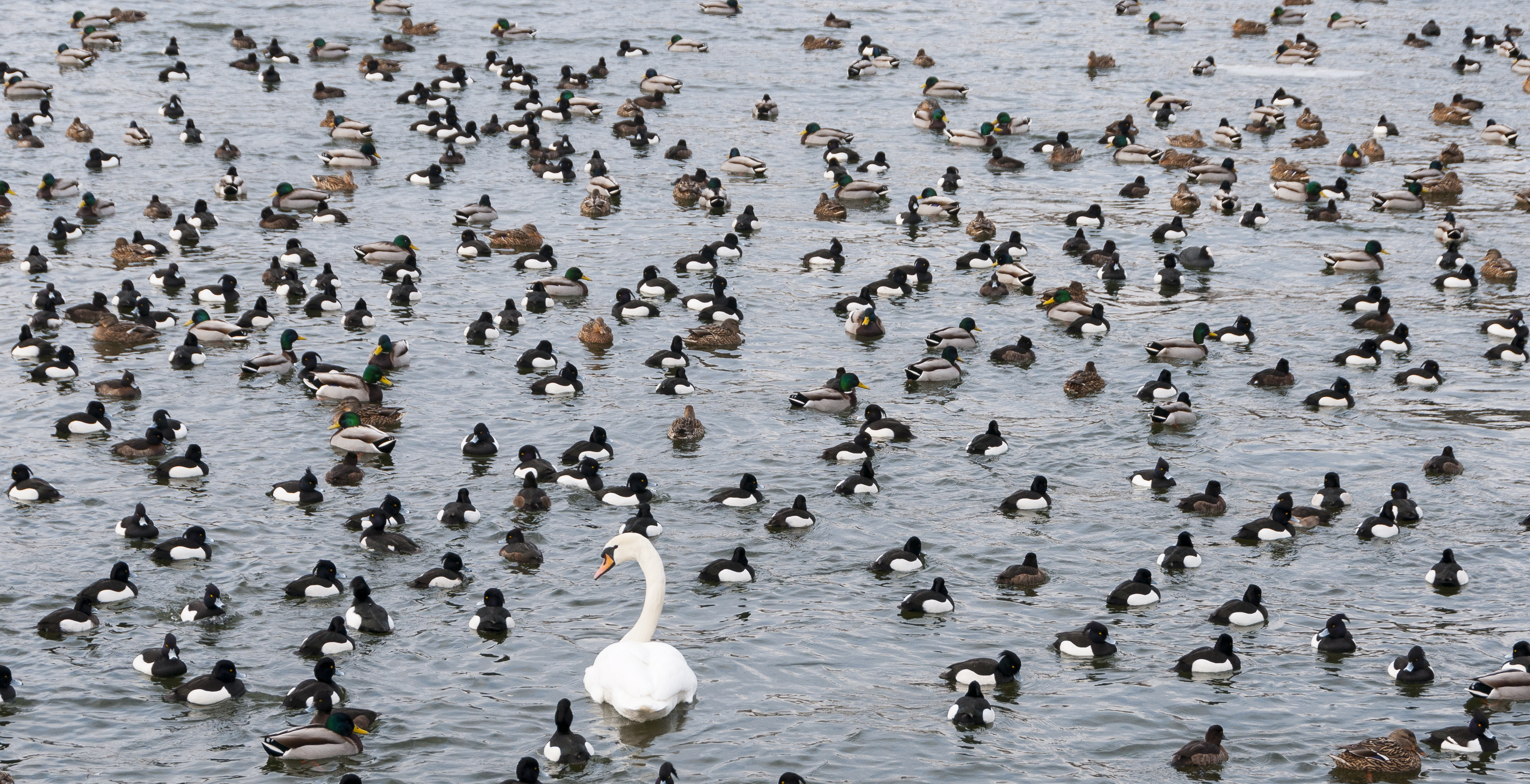 Änder i flock på vatten och en svan.