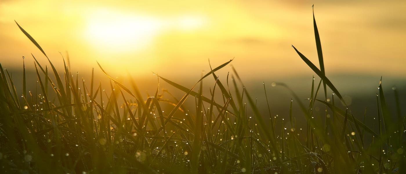 gräs med dagg och i bakgrunden bryter solen genom molnen