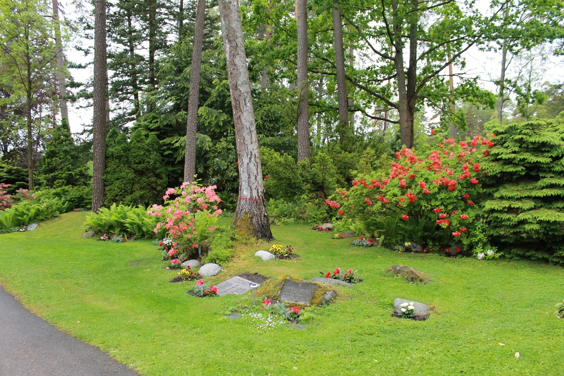 Blommande azaleor på Degerfors kyrkogård med 