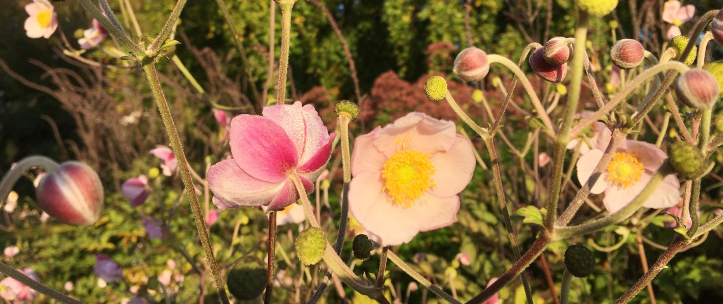 Bilden visar rosa blommor med gul mitt och ett antal knoppar 