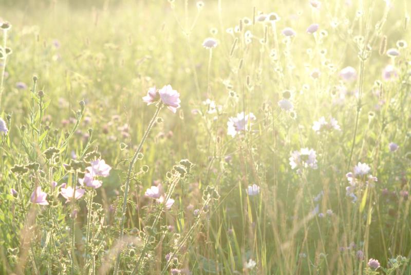 Blommor på en sommaräng i solsken.