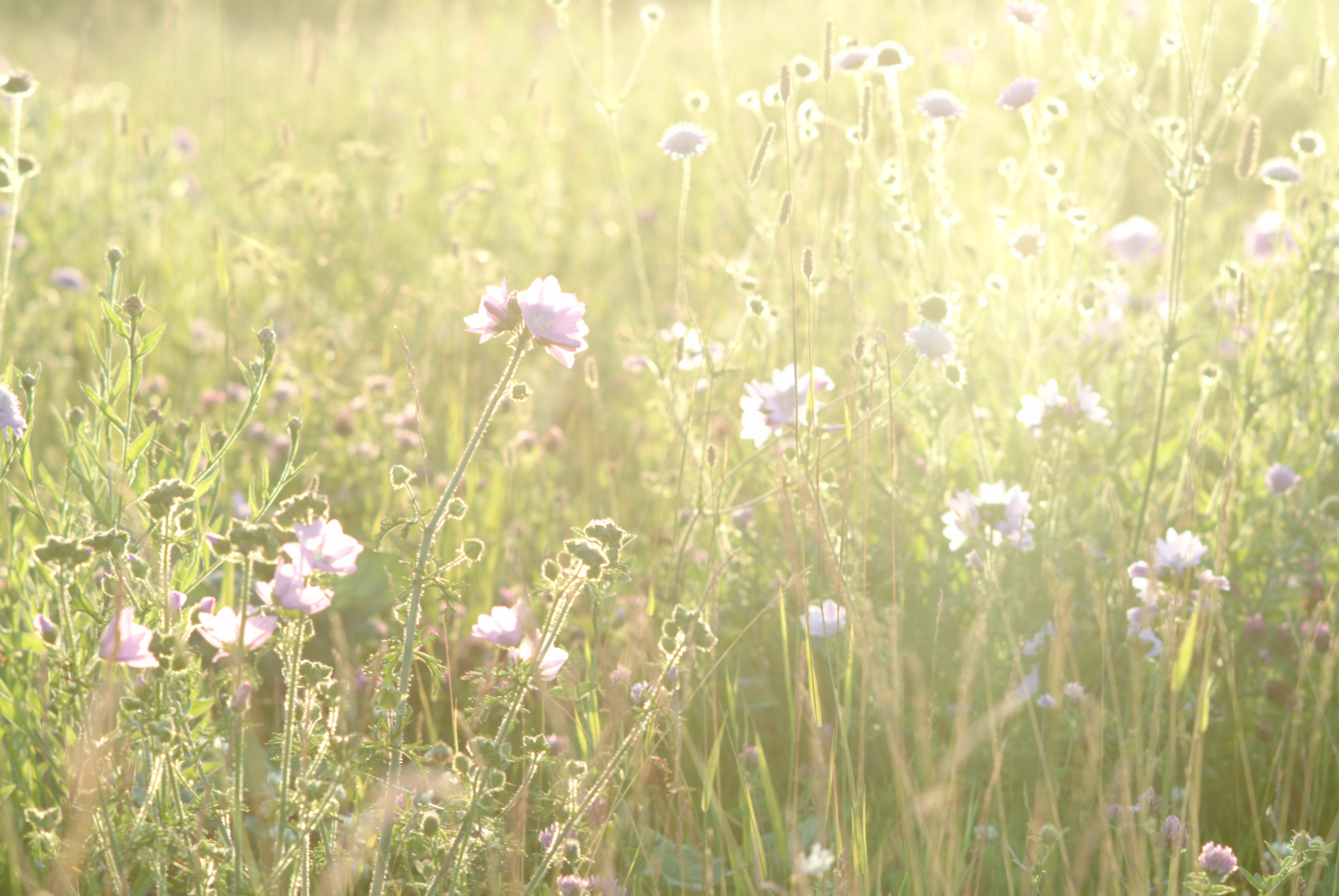 Blommor på en sommaräng i solsken.