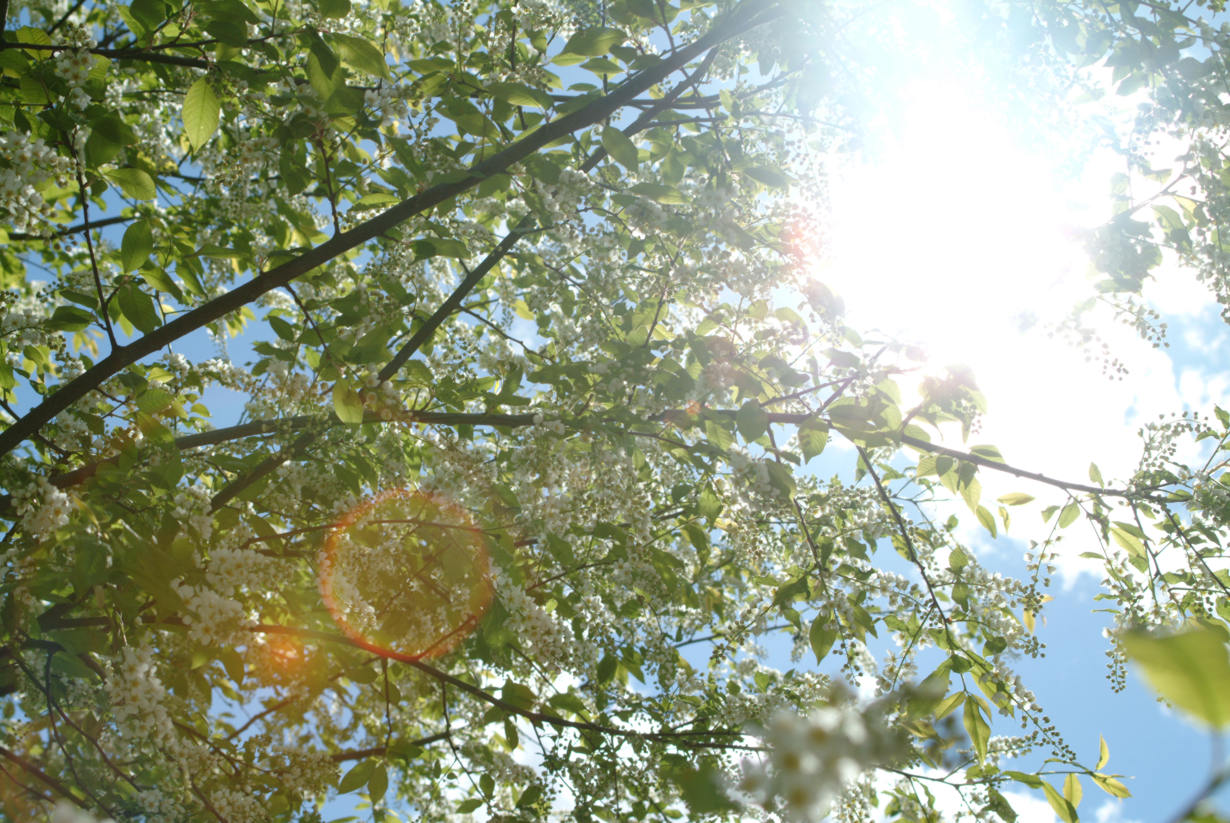 Solen lyser genom trädkronorna.